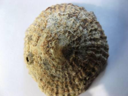 Cos''� ferrugina??